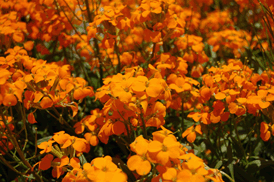 Erysium